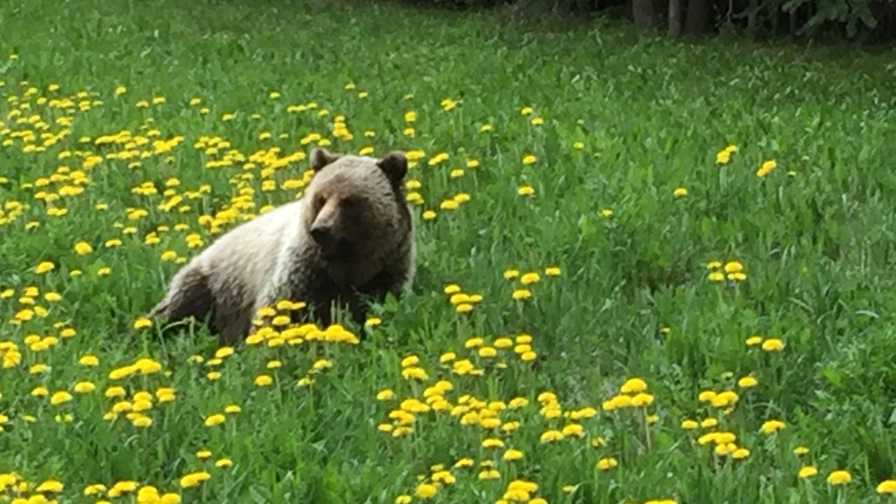 Photo of Outdoor in Invermere