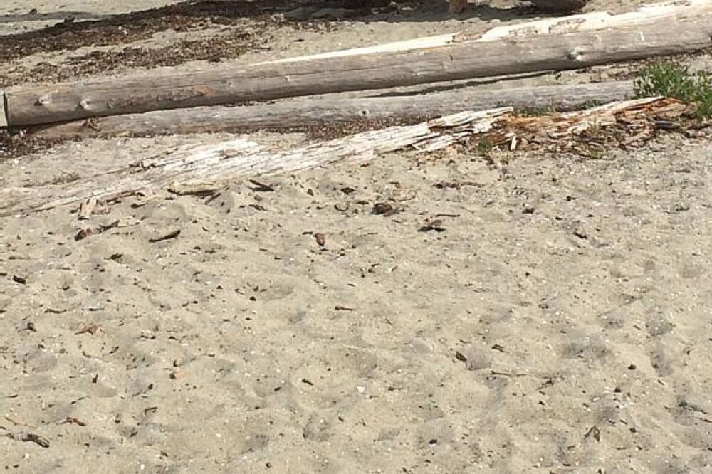 Photo of Others in Regional District of Nanaimo