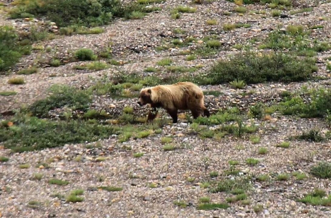 Photo of Outdoor in Haines Junction