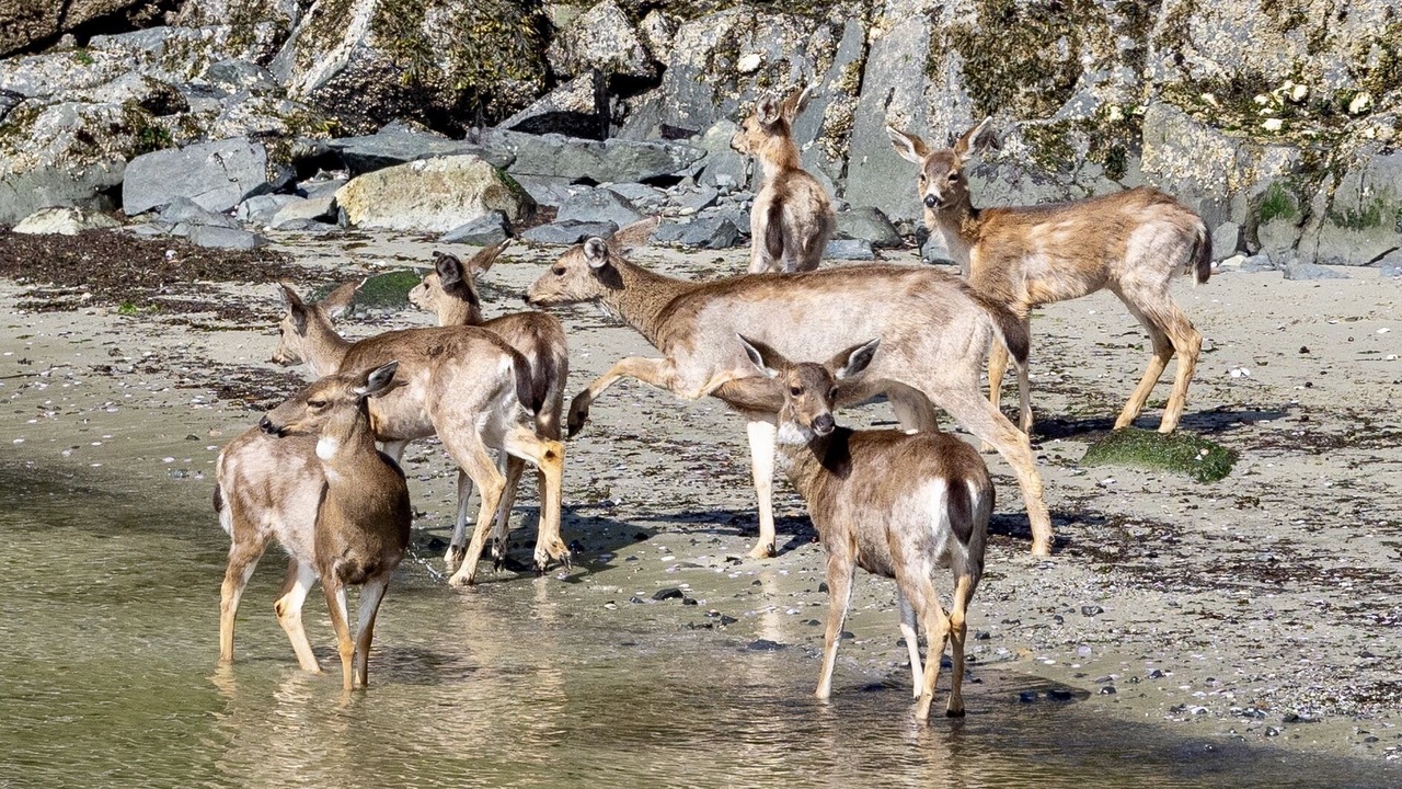 Photo of Others in Madeira Park