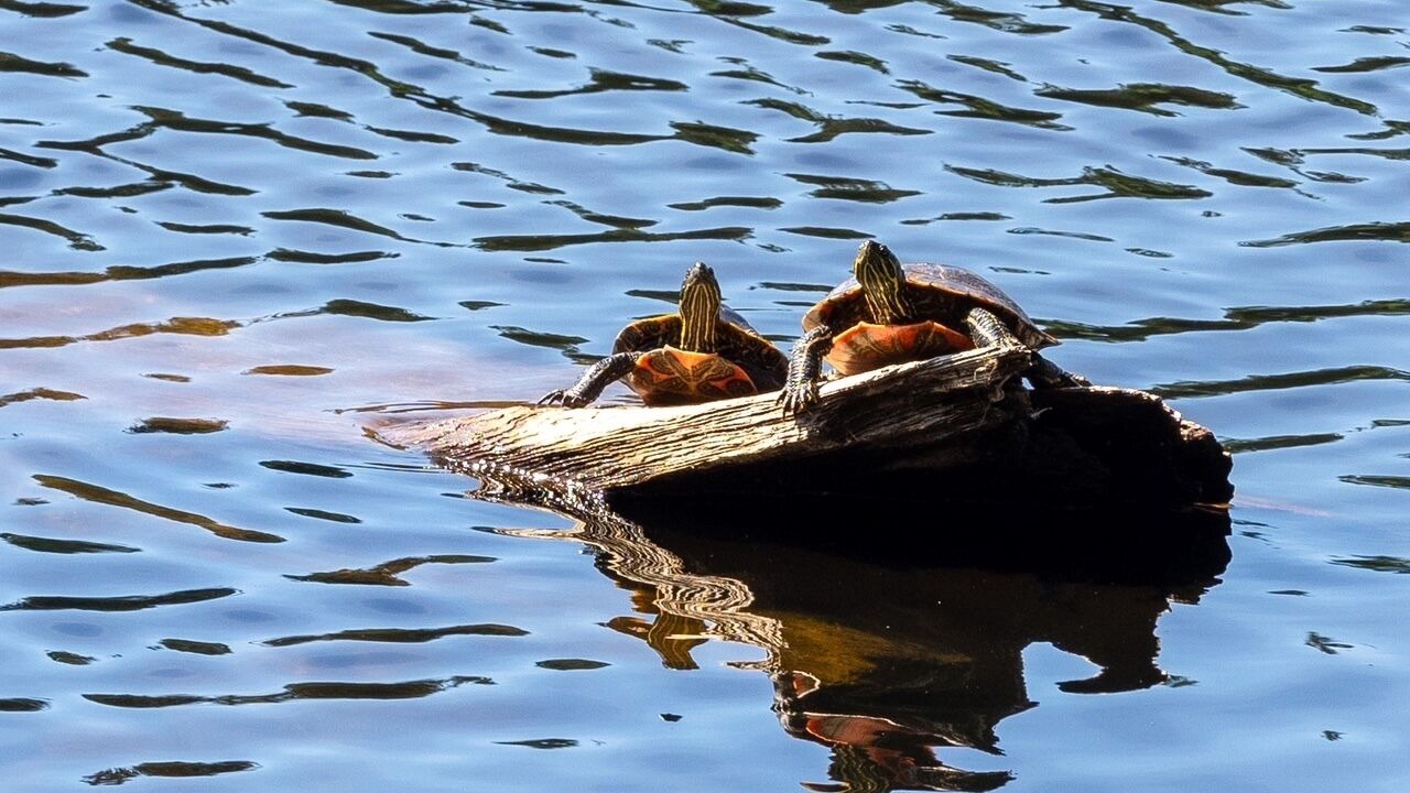 Photo of Others in Madeira Park