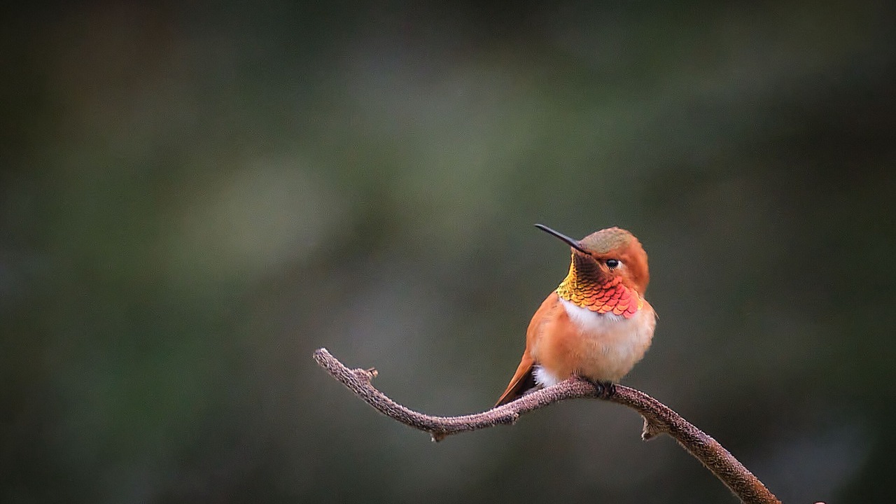 Photo of Others in Salt Spring Island