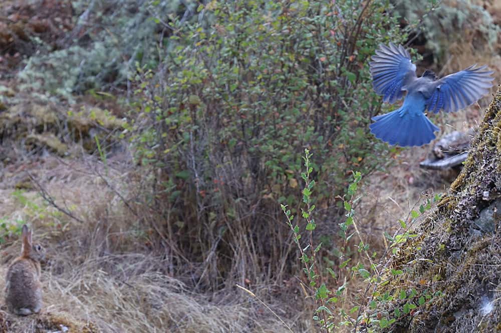 Photo of Outdoor in Sooke