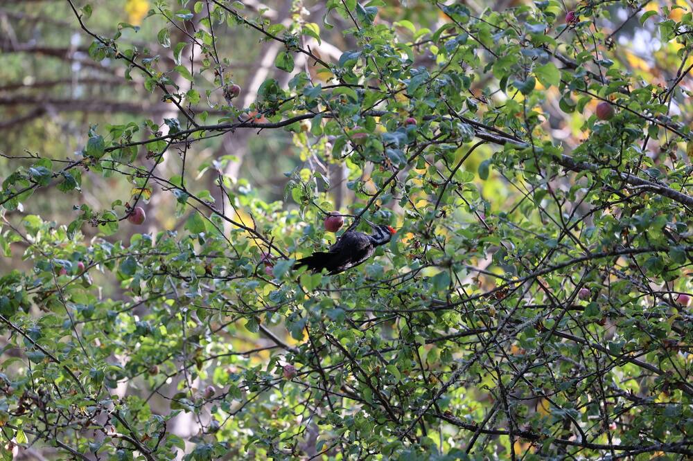 Photo of Others in Sooke