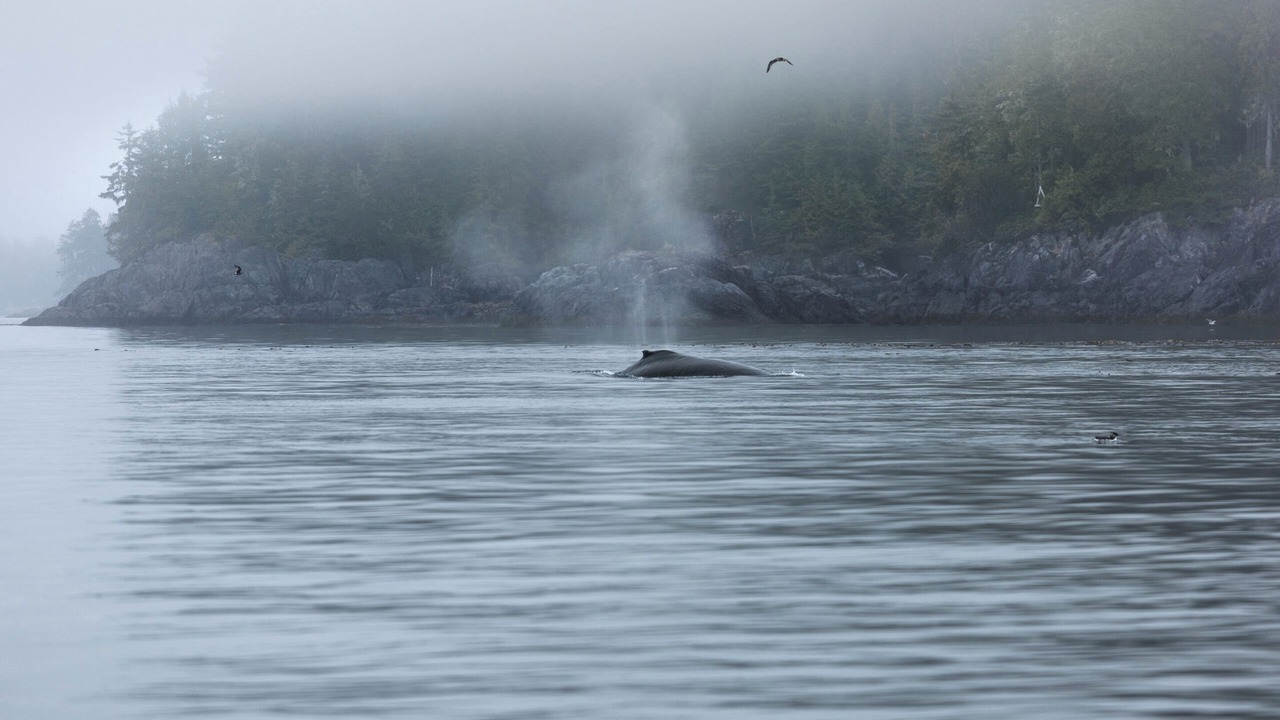 Photo of Others in Port Hardy