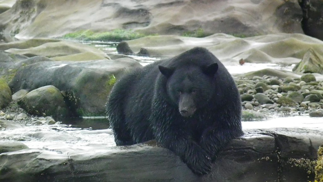 Photo of Others in Port Hardy