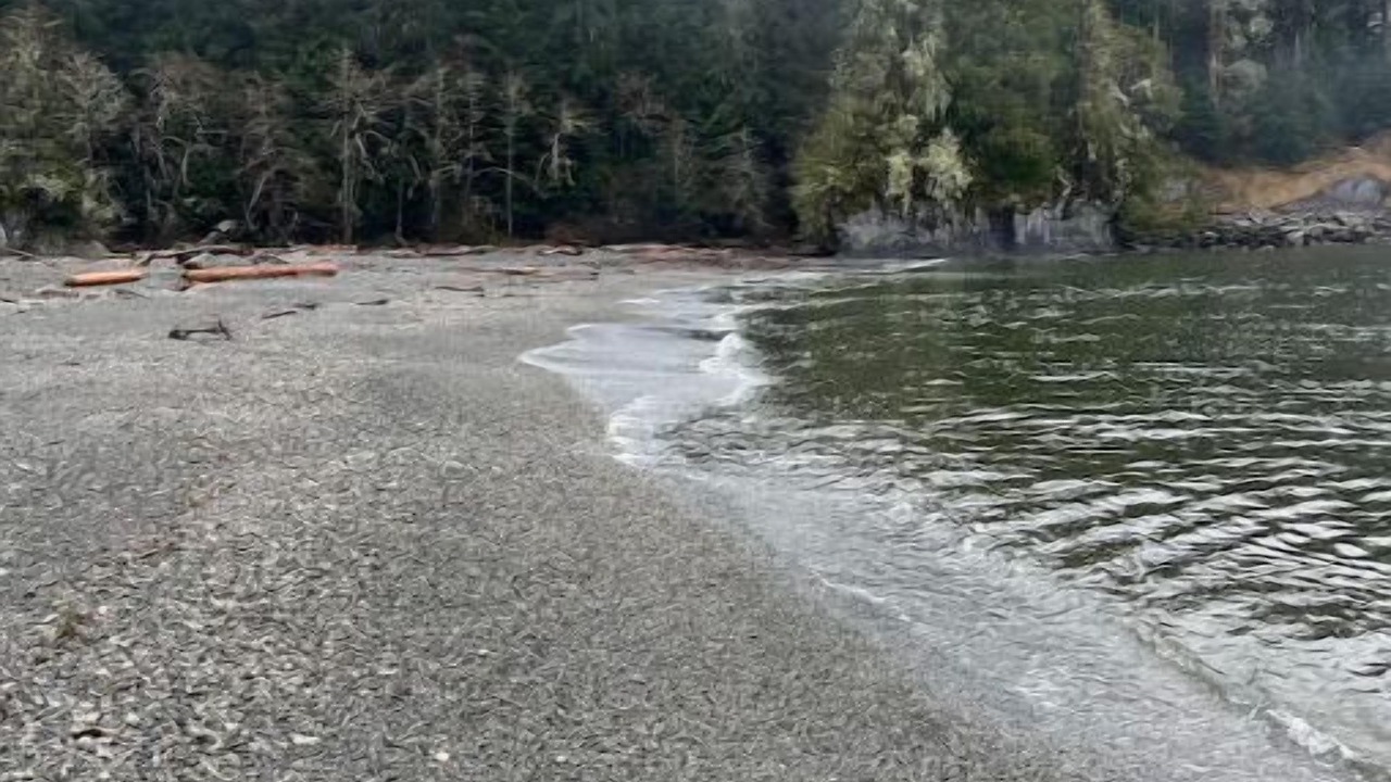Photo of Others in Port Renfrew