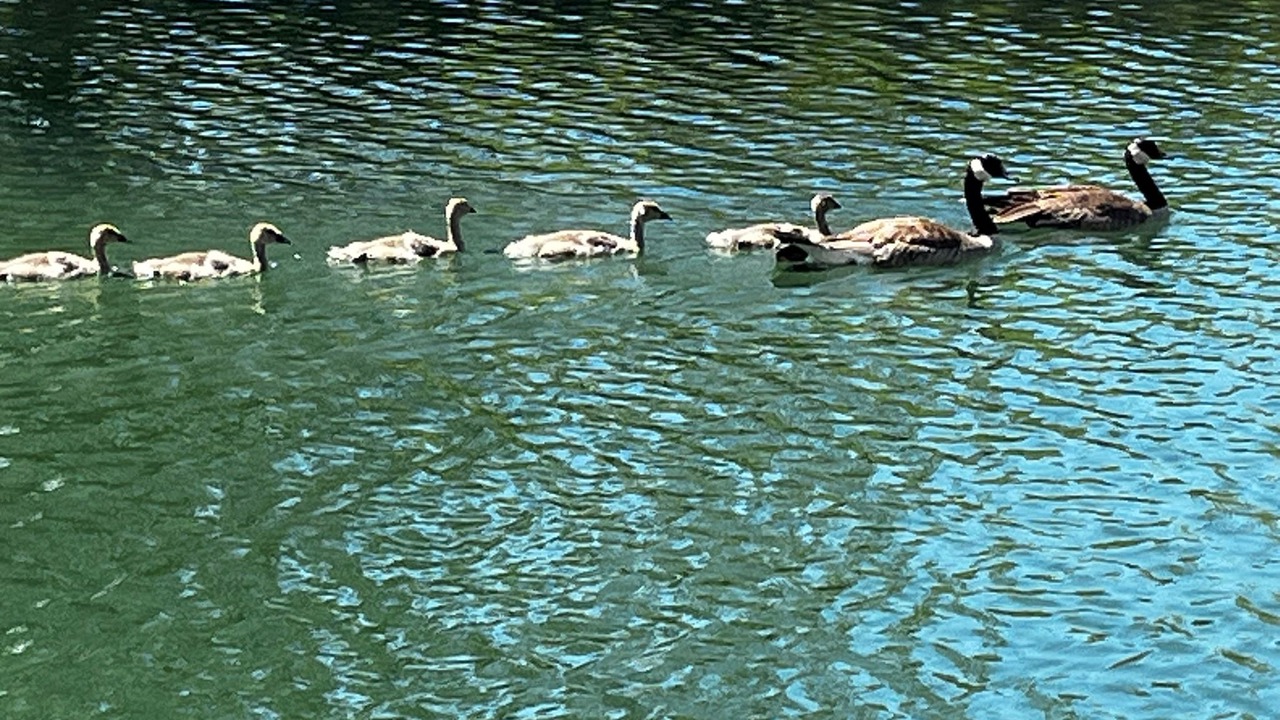 Photo of Others in North End