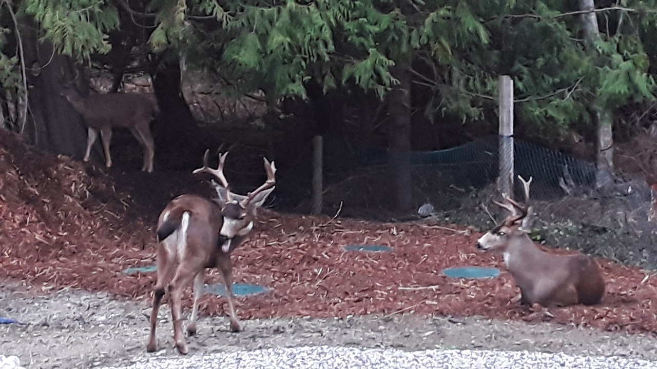 Photo of Outdoor in Halfmoon Bay