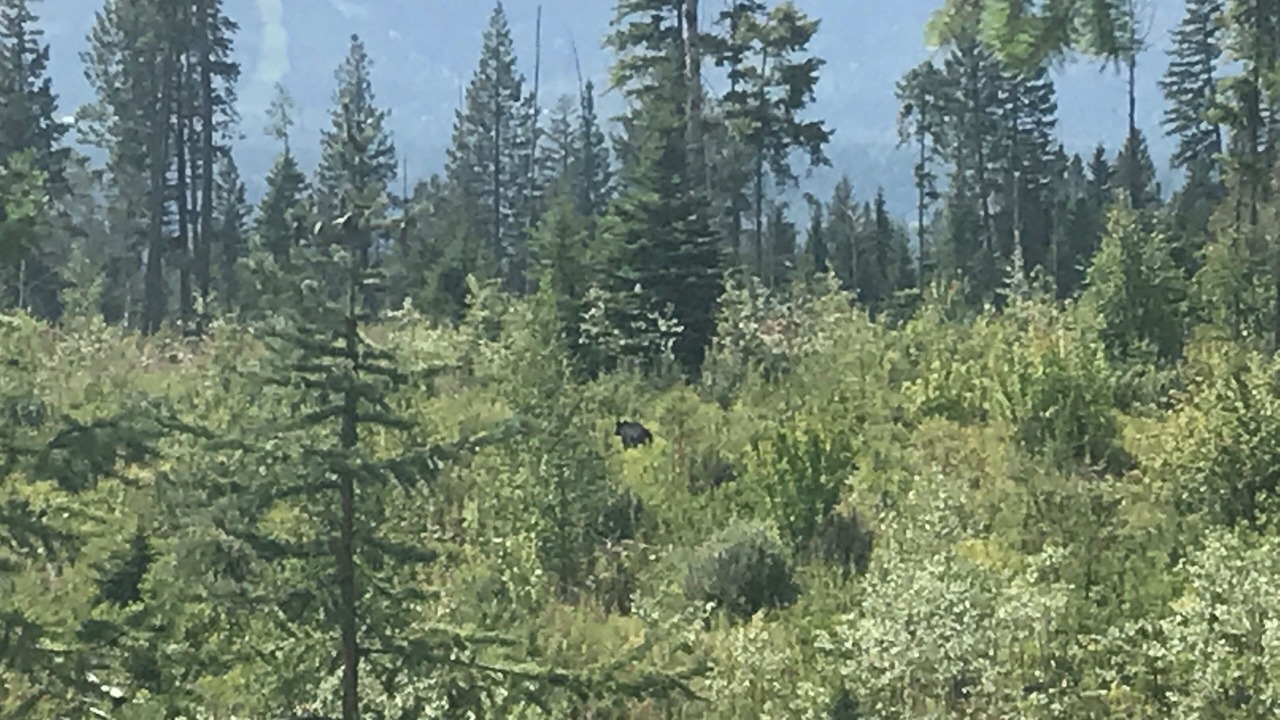 Photo of Others in Golden