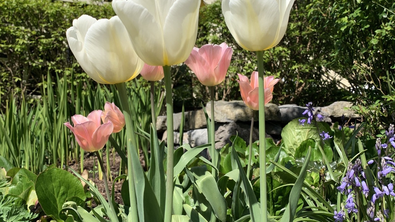 Photo of Outdoor in Kitsilano