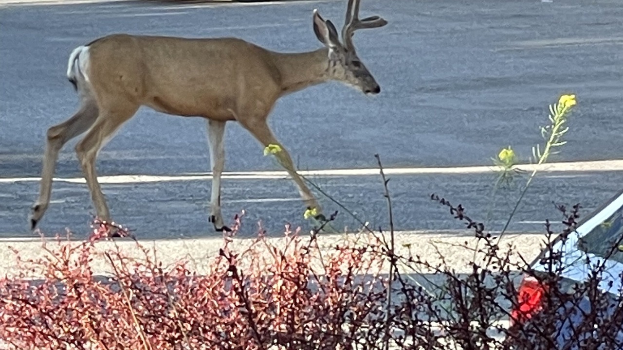 Photo of Outdoor in East Kootenay