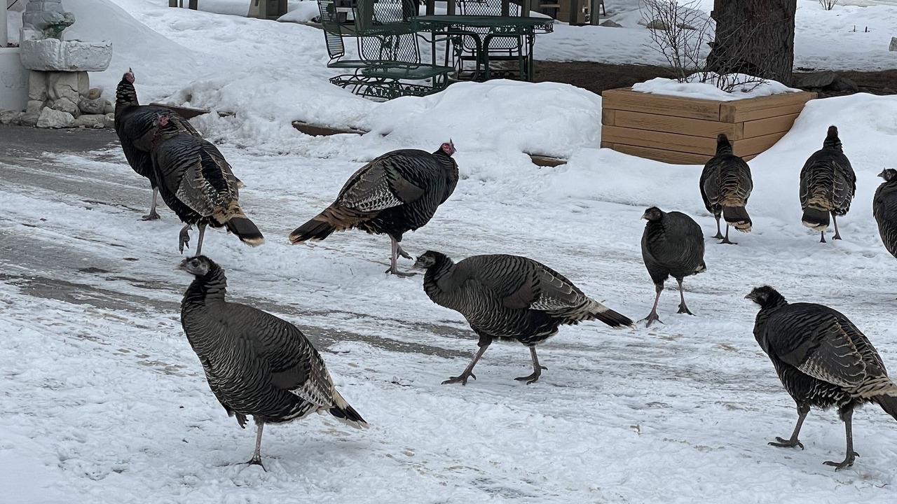 Photo of Outdoor in East Kootenay