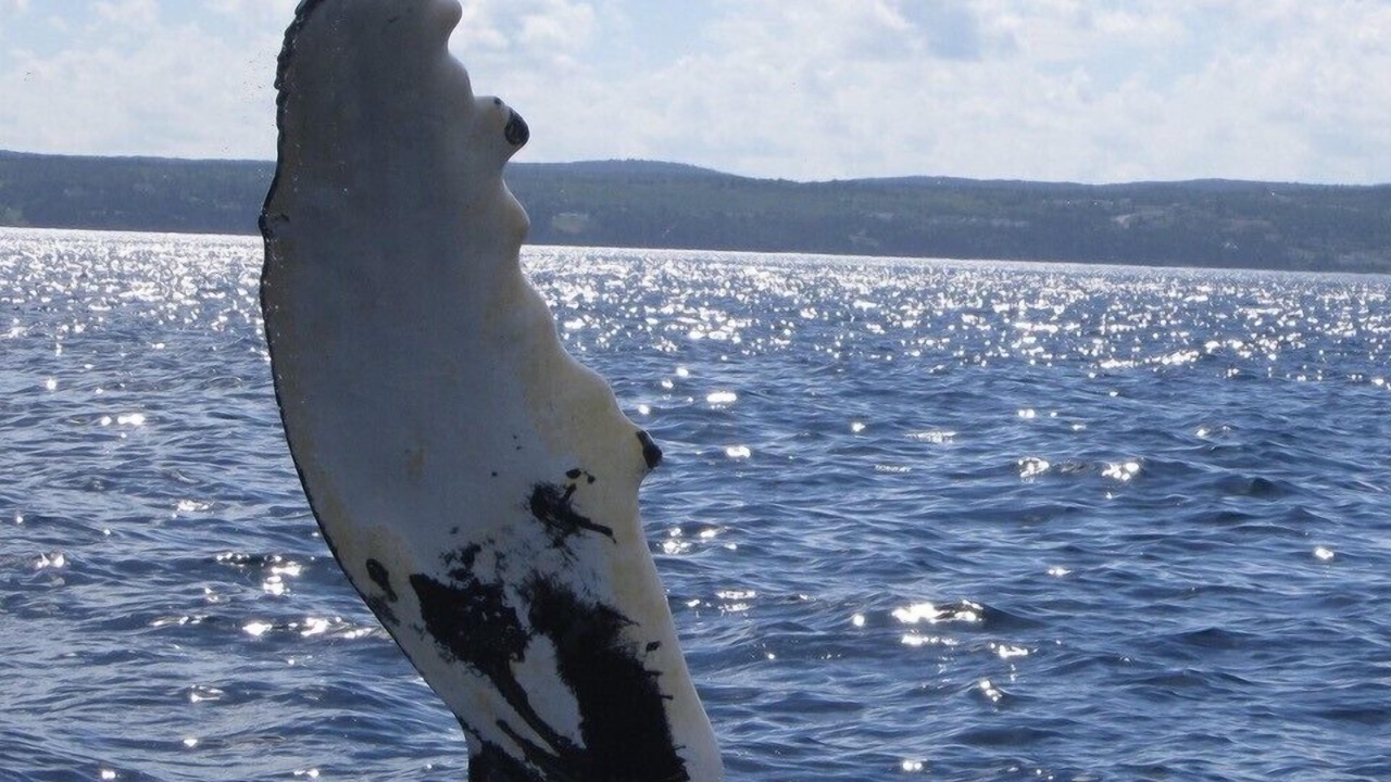 Photo of Others in Cape Broyle