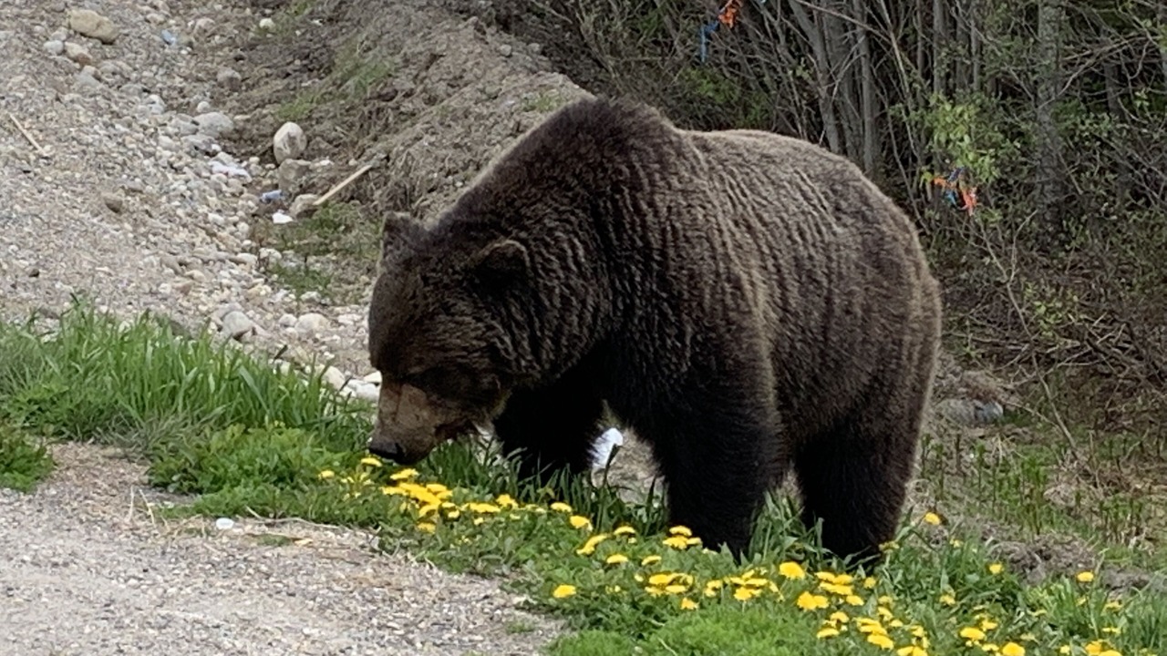 Photo of Outdoor in Invermere