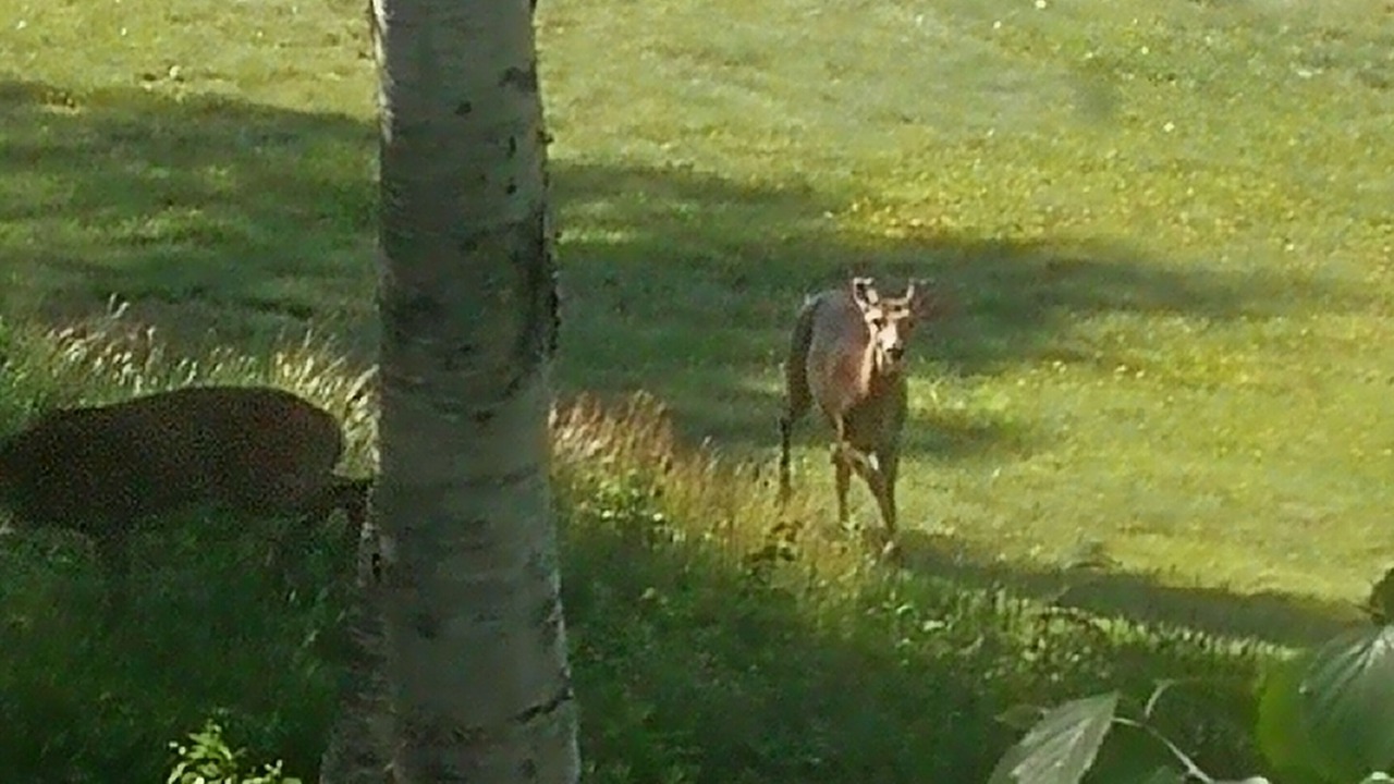 Photo of Others in Campobello Island