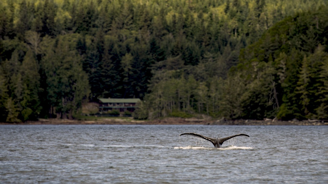 Photo of Others in Telegraph Cove