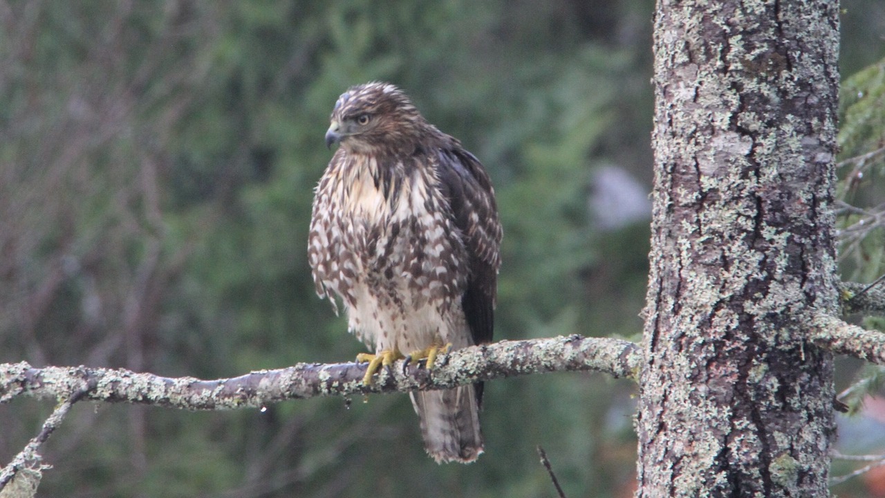 Photo of Outdoor in Courtenay
