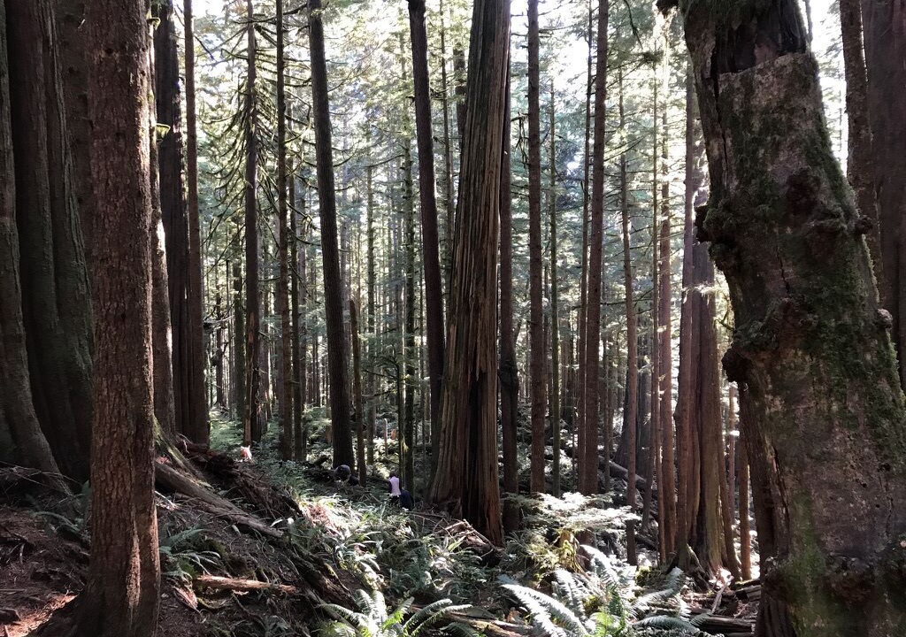Photo of Others in Port Renfrew