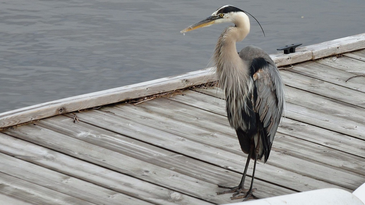 Photo of Others in Muskoka Lakes