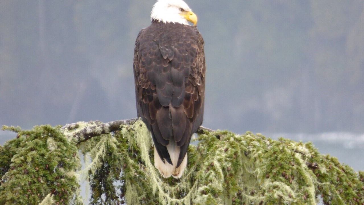 Photo of Others in Port Renfrew