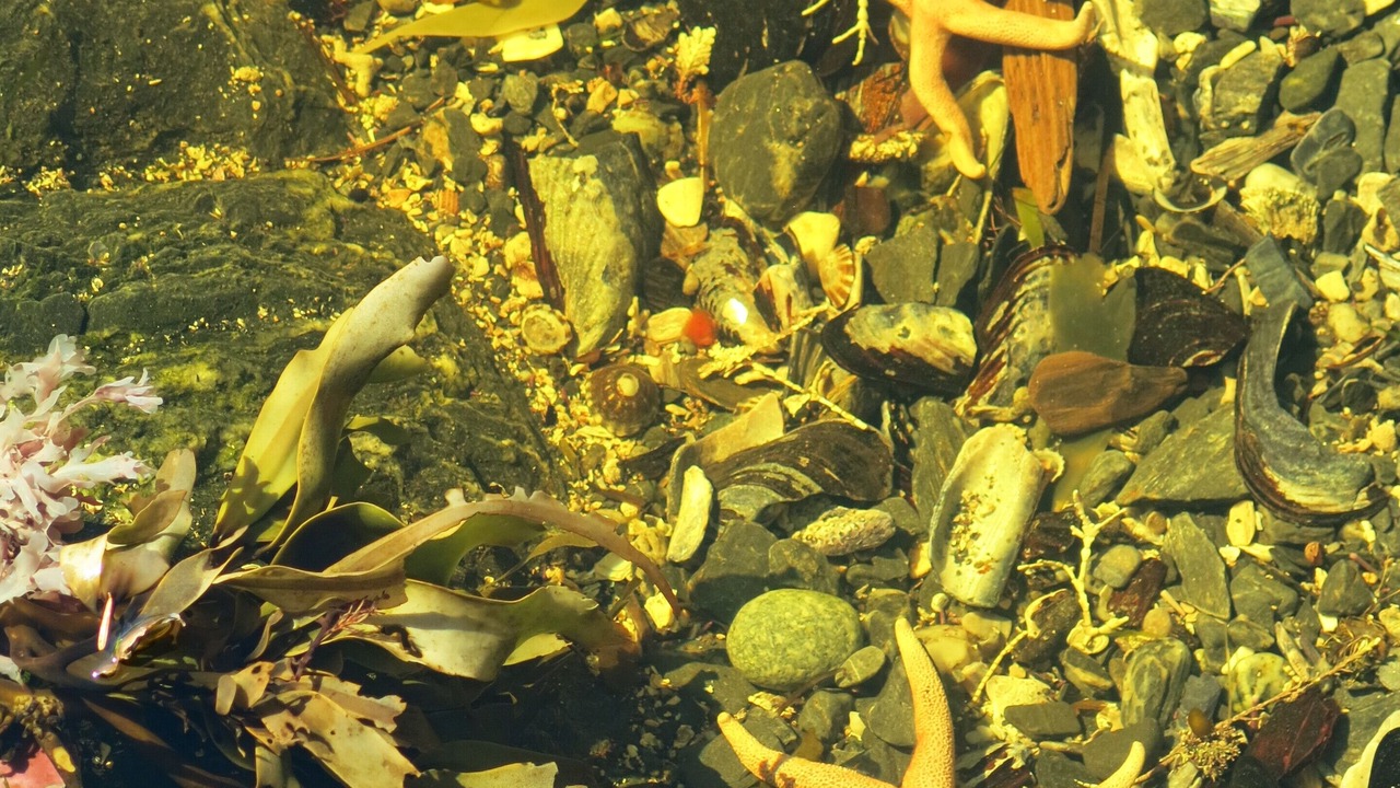 Photo of Others in Port Renfrew