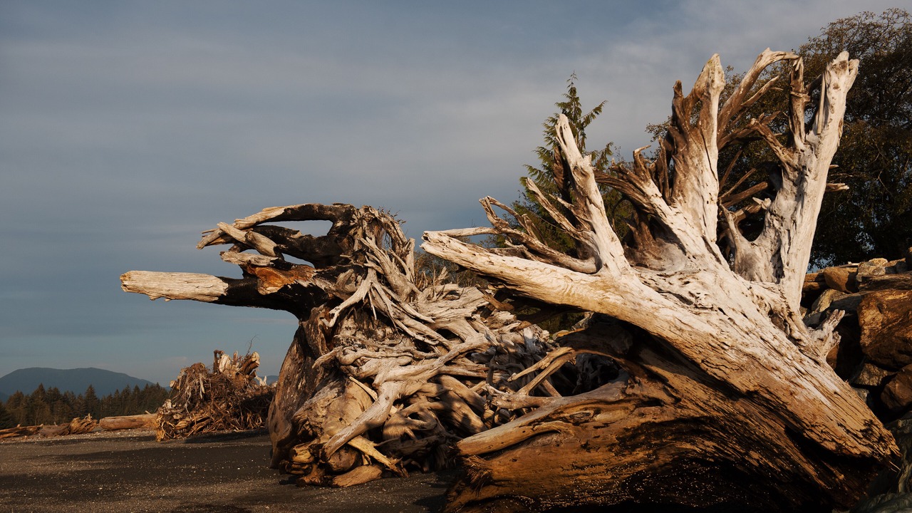 Photo of Others in Port Renfrew