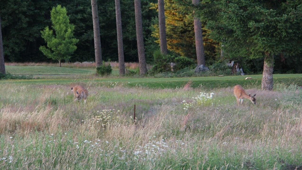 Photo of Others in Comox