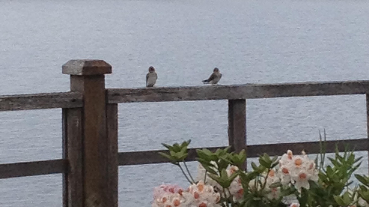 Photo of Others in Mill Bay