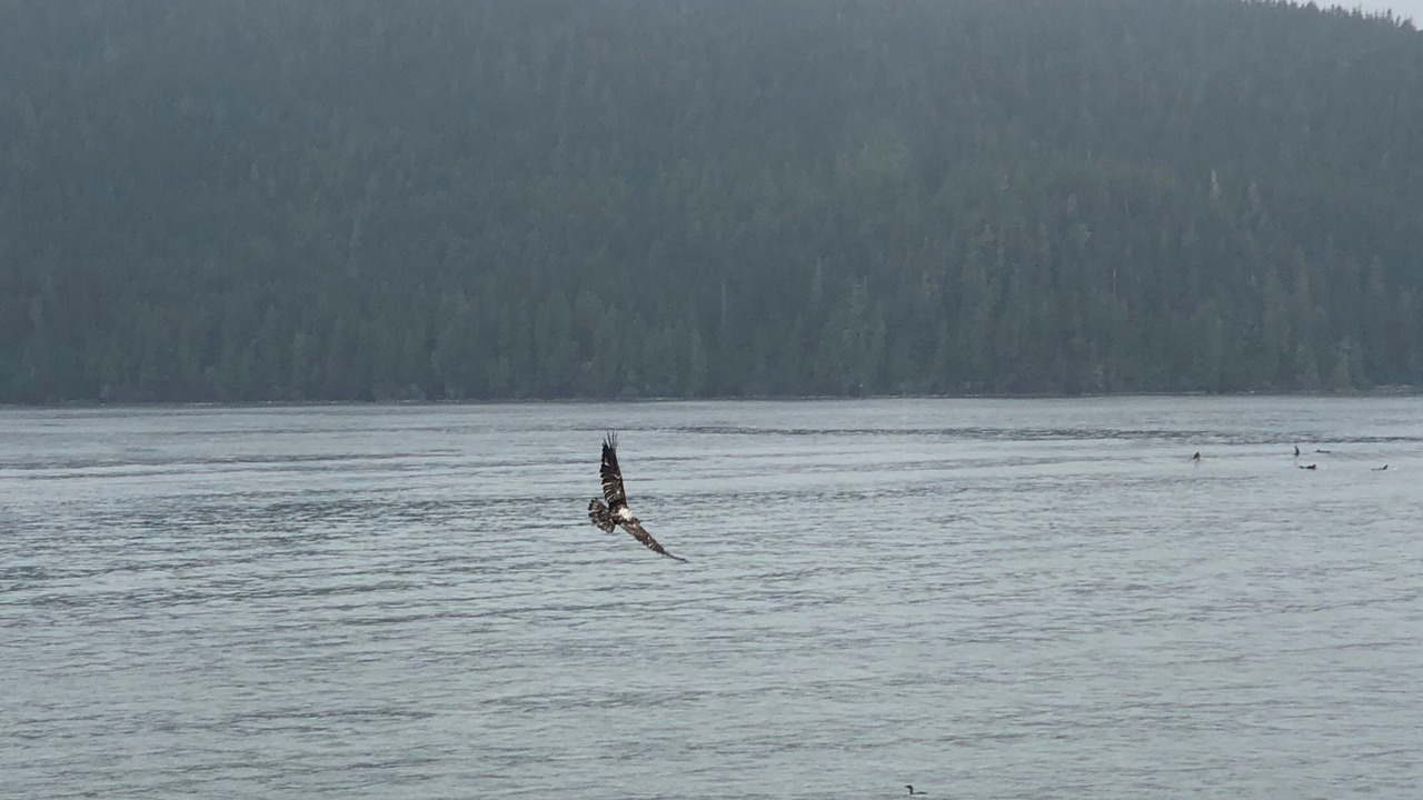 Photo of Others in Port Renfrew