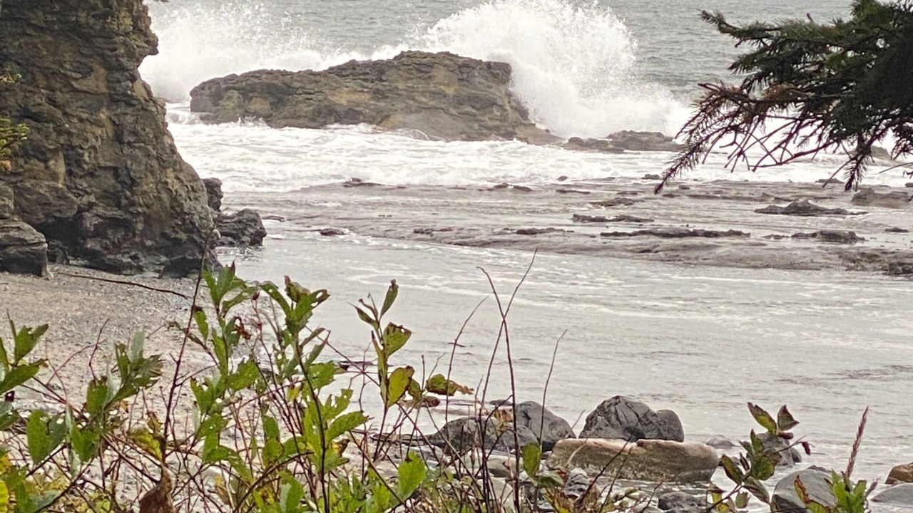 Photo of Others in Port Renfrew