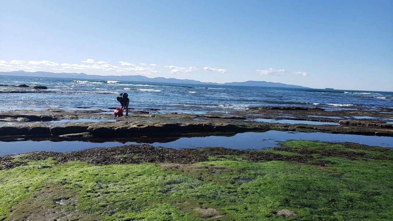 Photo of Others in Port Renfrew