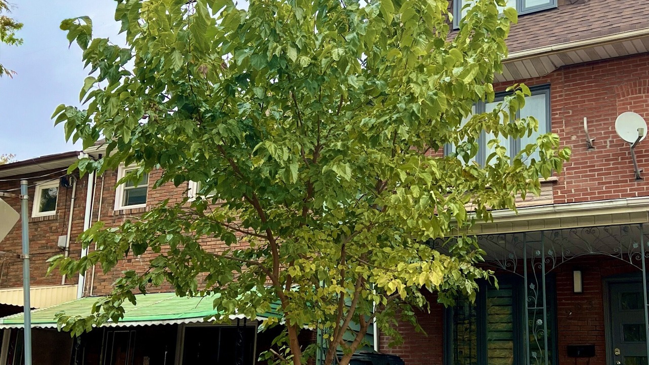Photo of Outdoor in Little Italy