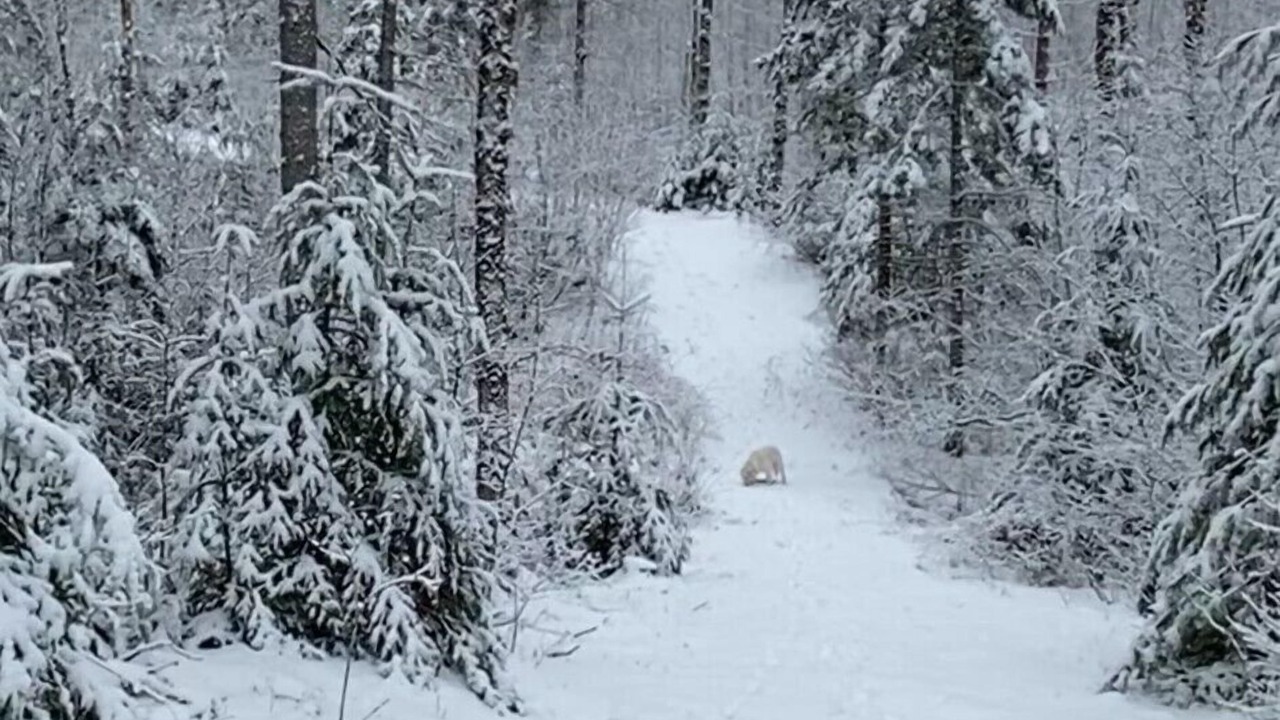 Photo of Others in Cherryfield
