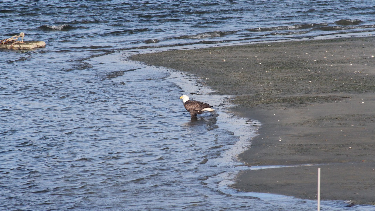 Photo of Others in Tofino