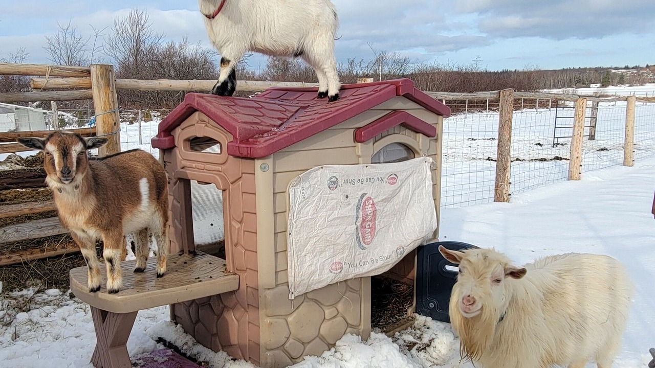 Photo of Others in Beaubassin East