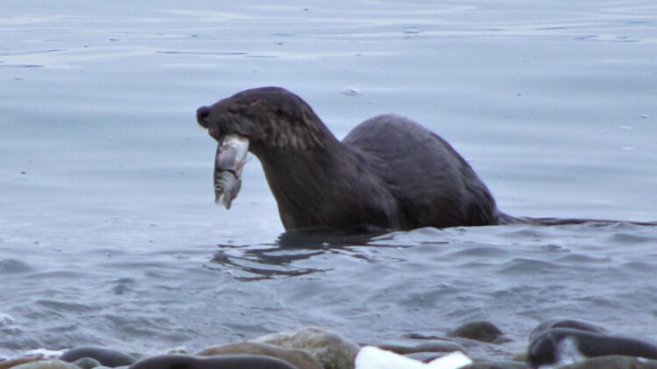 Photo of Others in Regional District of Nanaimo