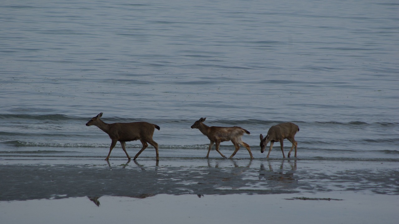 Photo of Others in Regional District of Nanaimo