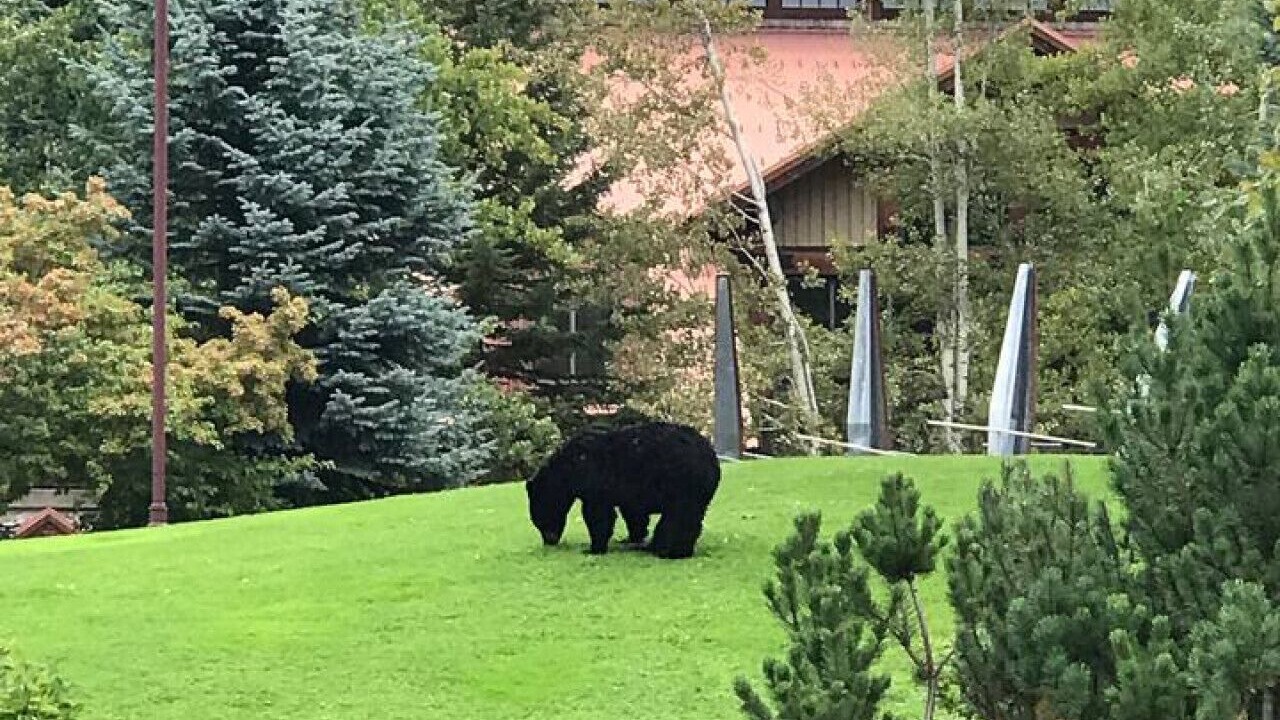 Photo of Outdoor in Whistler Creekside