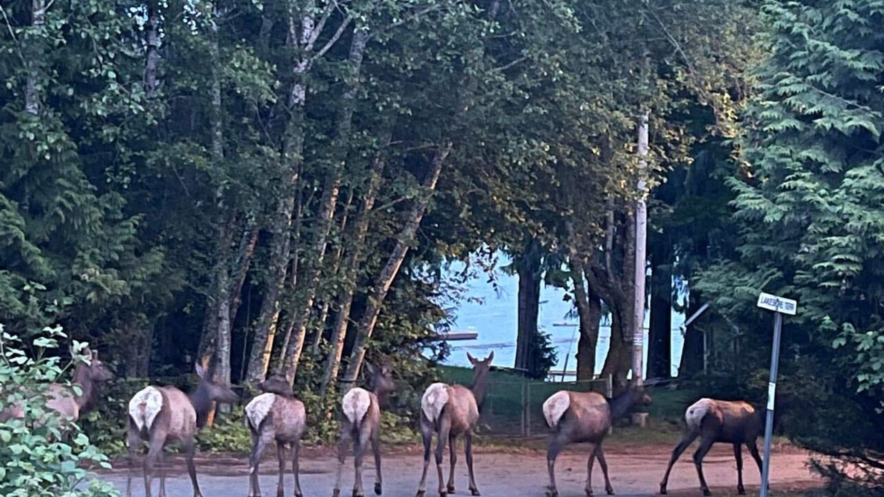 Photo of Others in Youbou