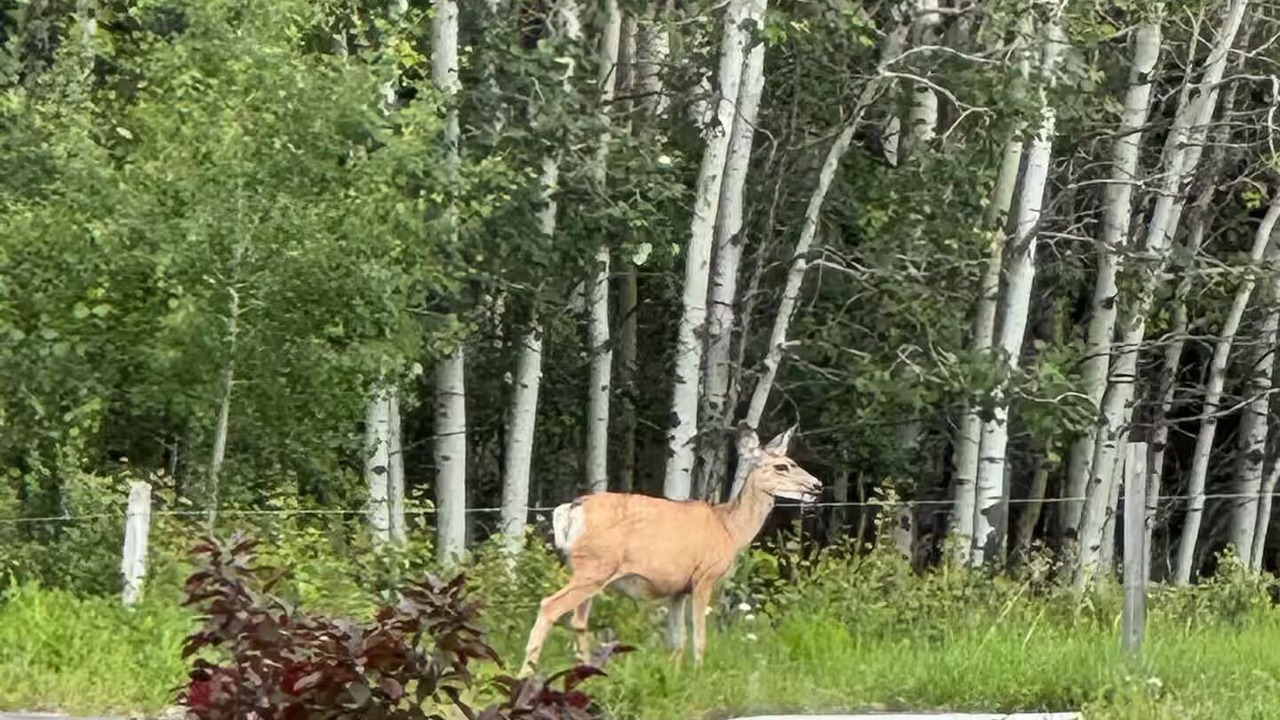 Photo of Others in Cochrane