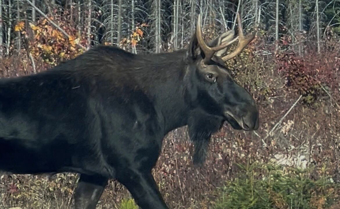 Photo of Others in Bloomfield Ridge