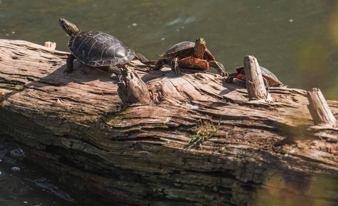 Photo of Others in Central Okanagan