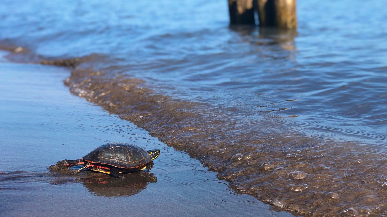 Photo of Others in Long Point