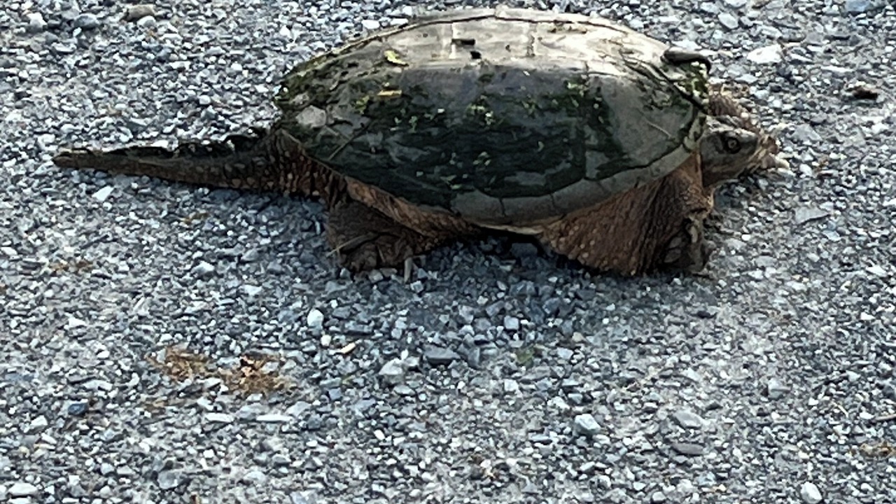 Photo of Others in Rideau Lakes