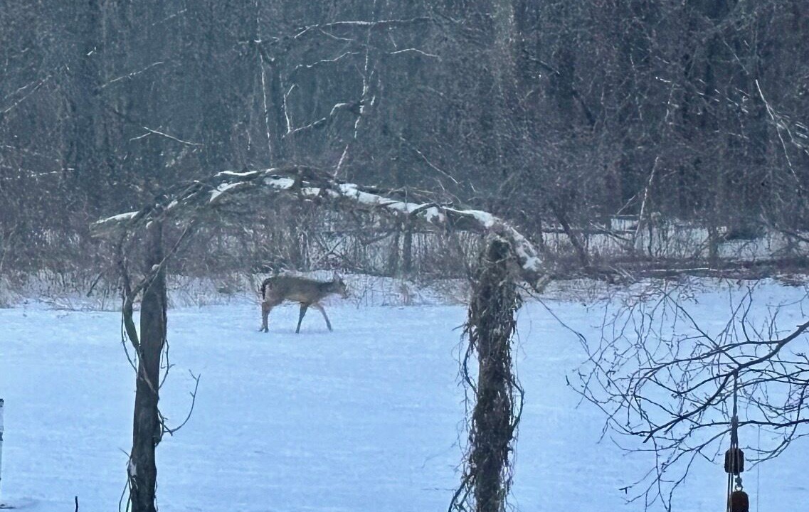 Photo of Others in Bothwell