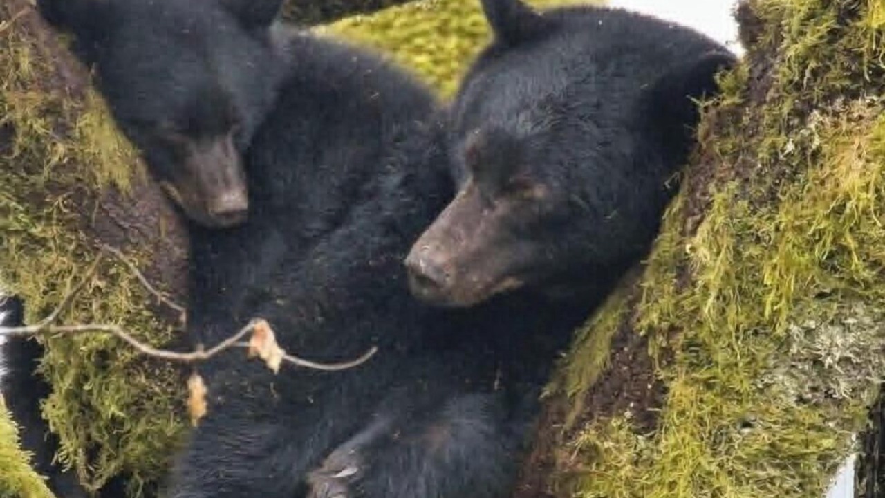 Photo of Others in Tahsis