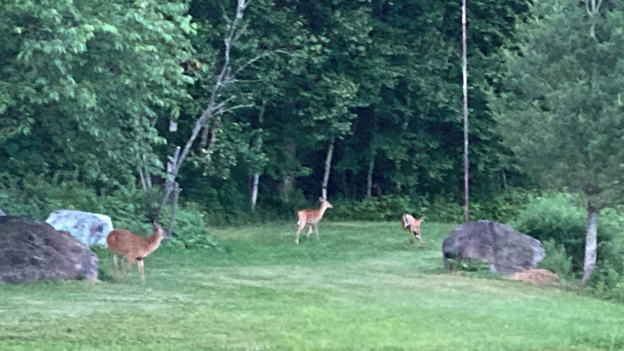 Photo of Others in Minden Hills