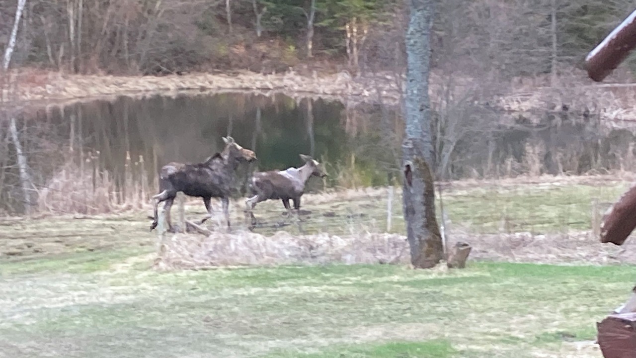 Photo of Others in Minden Hills
