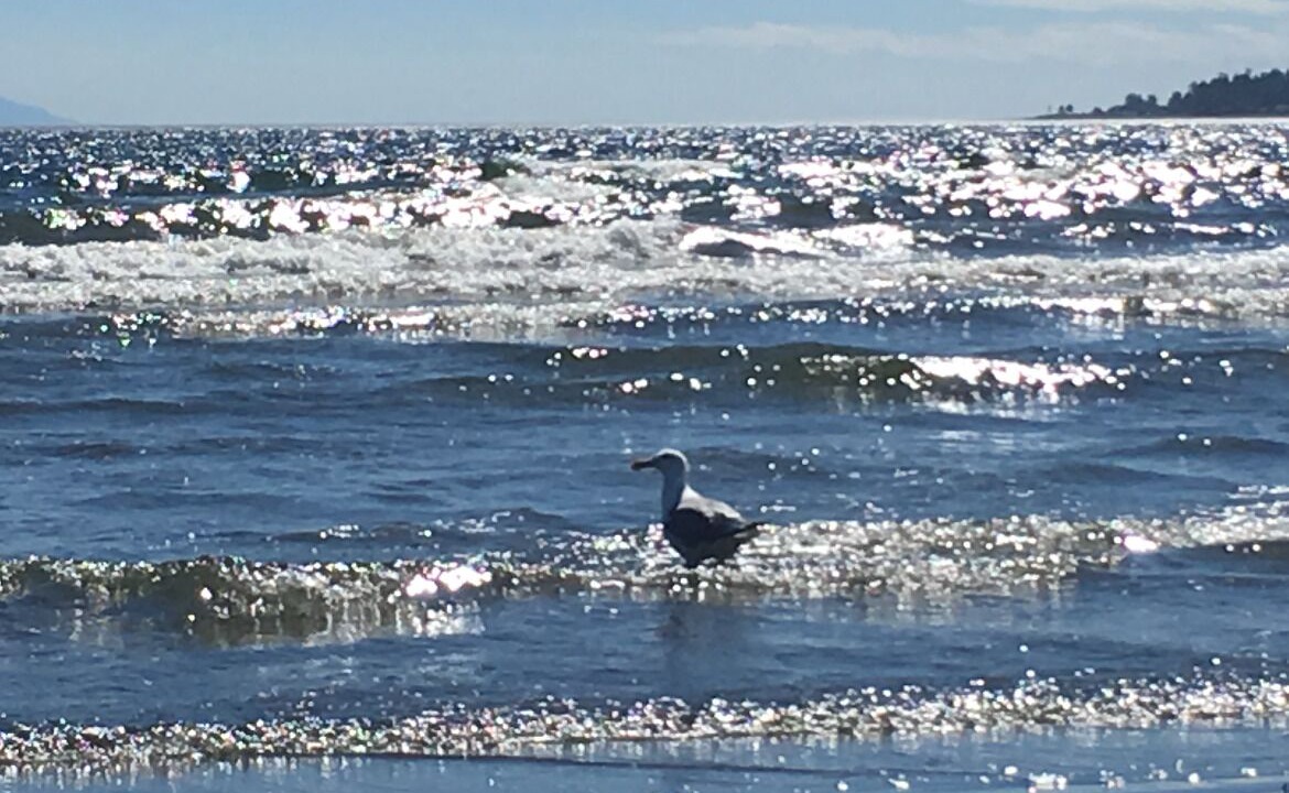 Photo of Others in Campbell River